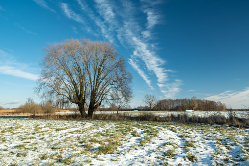 Winter landscape with a large tree and a snow-covered meadow, December sunny day