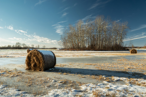 Winter landscape with frozen meadow and hay bales, December sunny day
