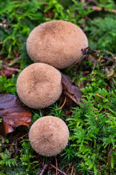 istock Lycoperdon perlatum a young white mushroom growing among moss and lichens in the forest 1433792829