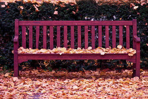 A park bench in autumn with leaves