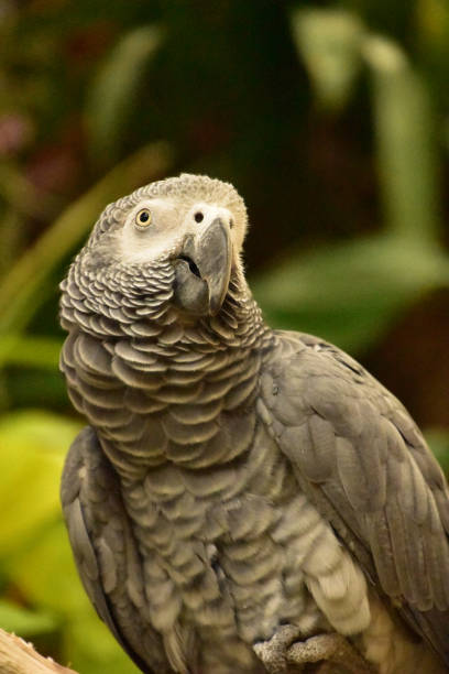 istock Feathers Ruffled on the Neck of an African Grey Parrot 1433793546