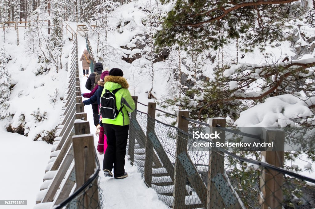 A group of people in the winter forest on a suspension bridge in the national park of Lapland. Tourists in Oulangan National Park, Finland Adult Stock Photo