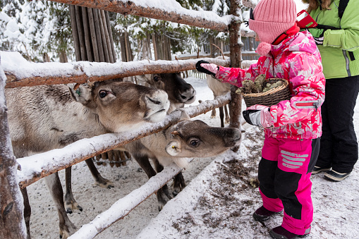 Family Caucasian girl 6 years old and woman feed reindeer.
