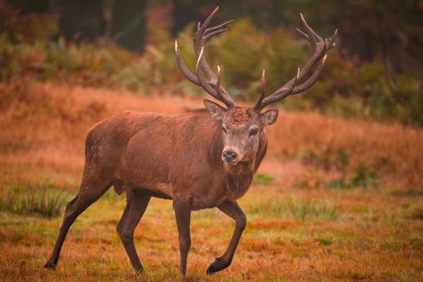 istock Large red stag with enormous antlers in the forest 1433794691