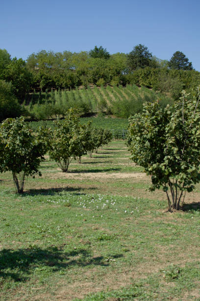 istock Italian hazelnut grove with sunlit trees and small wildflowers in the foreground 1433794921