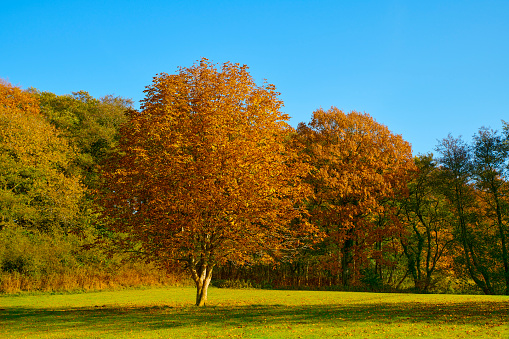 Colorfull trees, leaves and forest in autumn with all the colours of the forest in the fall. Deciduous forest also called broadleaf forest and hardwood forest. Location is Denmark in Scandinavia.