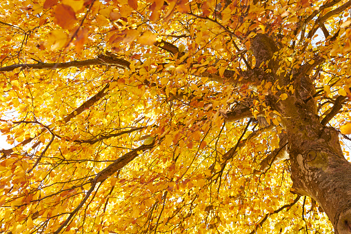 An upwards view of a tree trunk along with autumn foliage