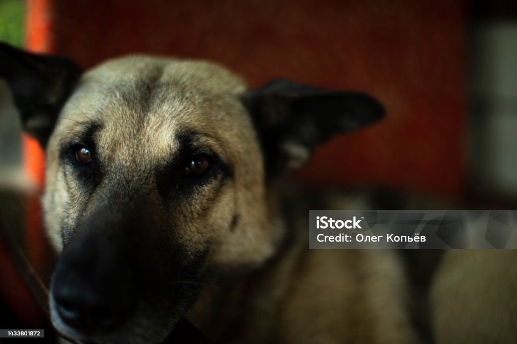 Portrait of dog. Dog with black nose. Portrait of dog. Dog with black nose. Stray animal lies in chair. Animal Stock Photo