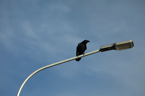 Raven sits on pole. Black raven sits on street lamp. Details of birds life. Large bird watching.