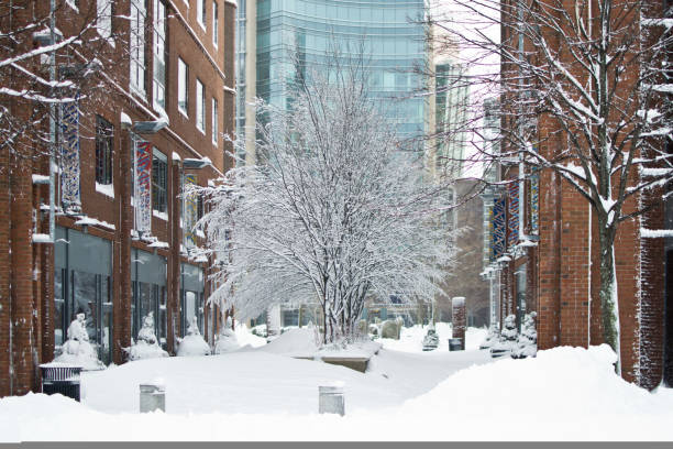 Snowing business district in Cambridge, MA.