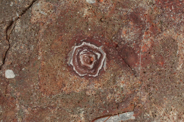 istock Block of brown and white fossil shells background 1433803674