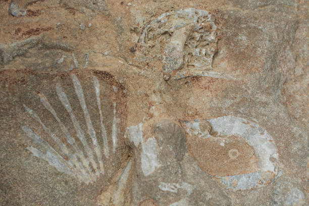 istock Block of brown and white fossil shells background 1433803726