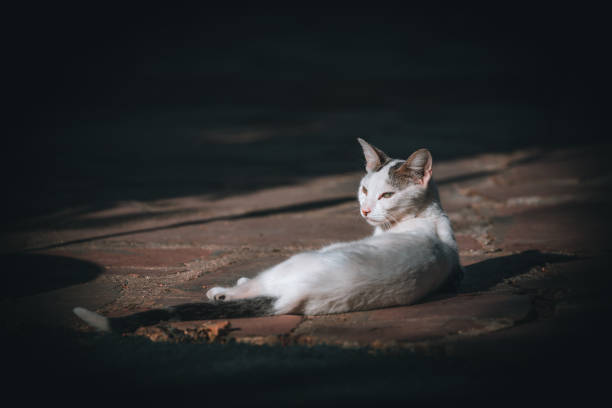 istock White skinny cat portrait 1433806108