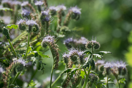 Close up of Phacelia tanacetifolia, also known as Bee`s Friend