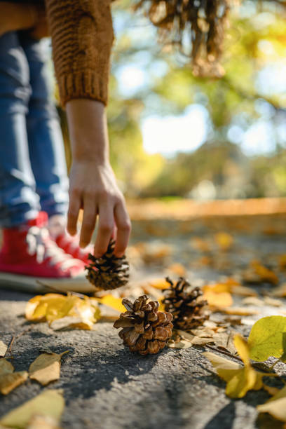 A girl in park footpath picking up pine cones from the ground