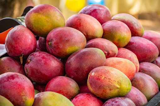 Goiânia, Goias, Brazil – October 12, 2022: A pile of ripe mangoes on display for sale at fair.