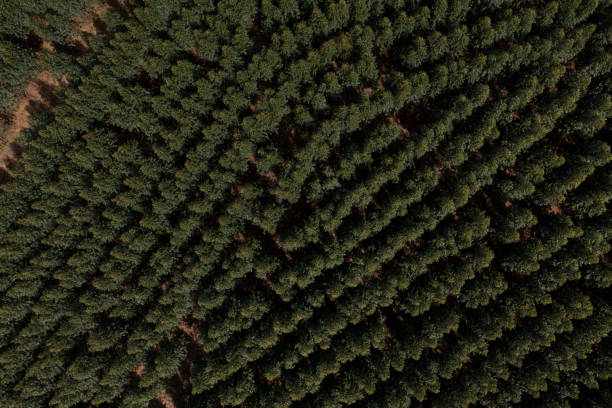 istock eucalyptus plantation seen from above by drone 1433808639