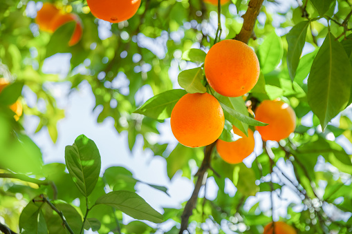 Orange Tree Close up. Beautiful orange tree of delicious oranges. Spanish oranges. Orange tree background