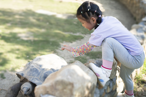 The little girl interacts with the turtle