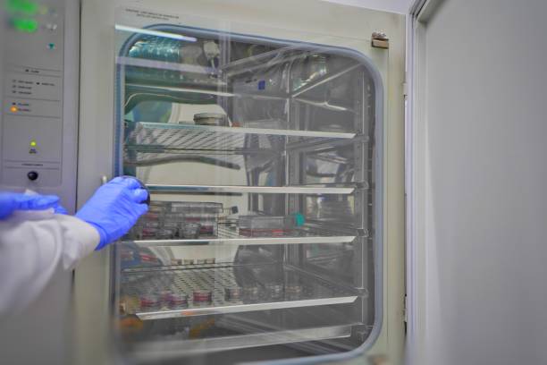 The researcher open the incubator cabinet to keep cell culture in the incubator cabinet. The lab test in the laboratory room. stock photo