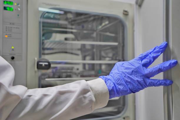 The researcher open the incubator cabinet to keep cell culture in the incubator cabinet. The lab test in the laboratory room. stock photo