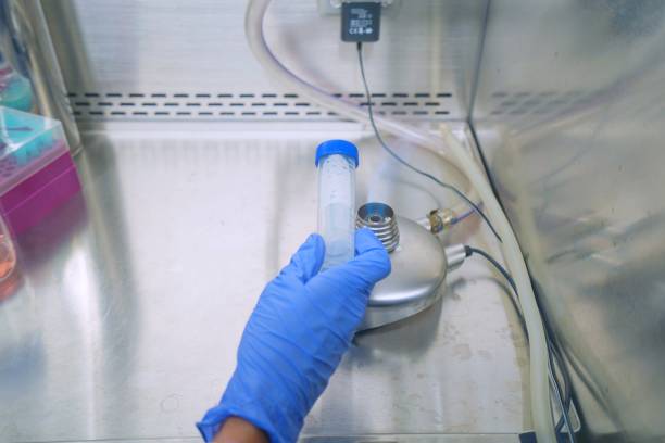 The researcher using bunsen burner to sterile technique for kill the pathogen or bacteria and prevent the contamination in the cell culture media in the laboratory room. The lab test in the laboratory room. stock photo