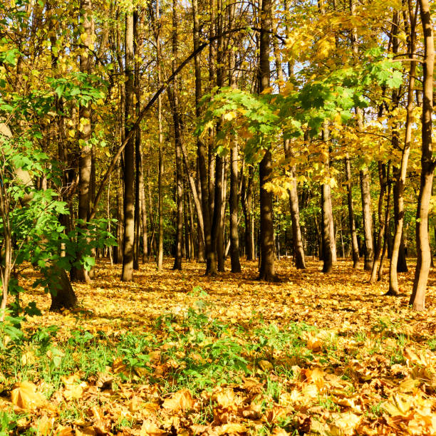 Wood with yellow fallen leaves - autumn landscape