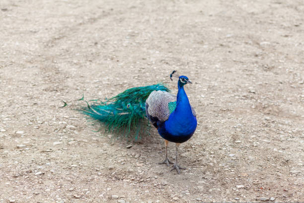istock A beautiful peacock with bright feathers walks next to tourists 1433818440