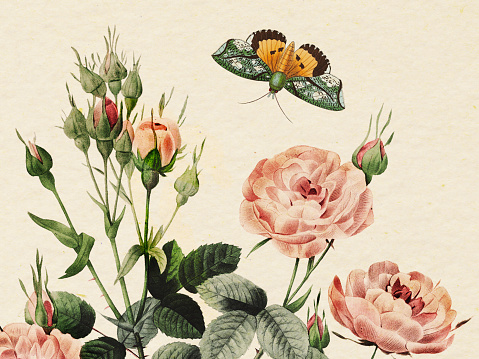 High resolution illustration detail of a pompon or shrub rose with a butterfly, Engraved by Pierre-Joseph Redoute (1759 - 1840), nicknamed 