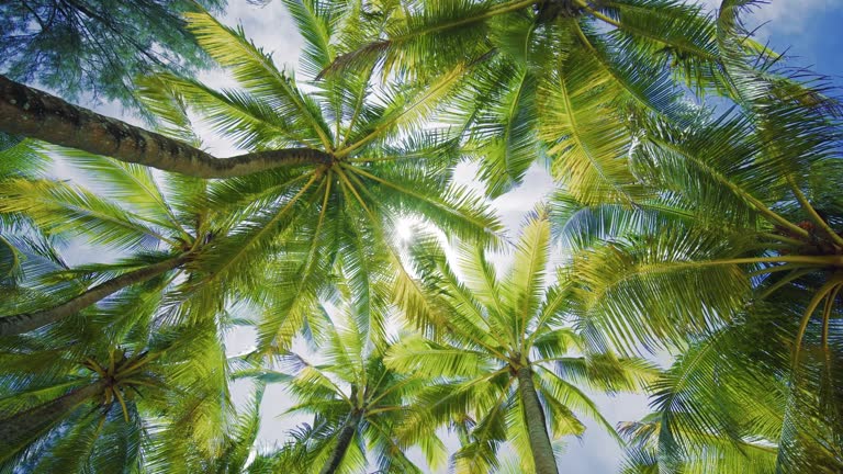 Tropical Palm tree island summer paradise. Coconut tree leaf shadows sky clouds.