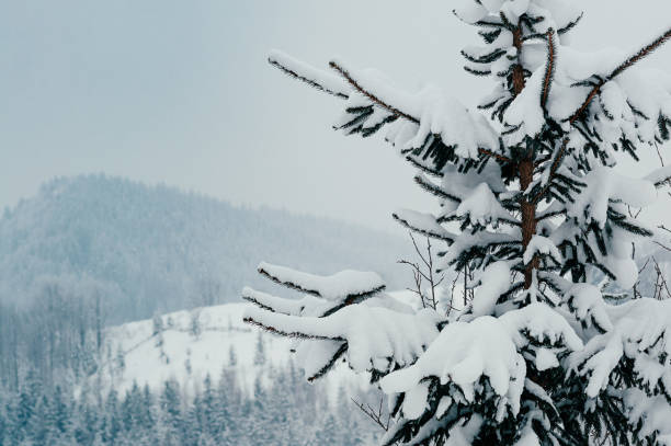 istock snow capped spruce tree winter landscape 1433819001