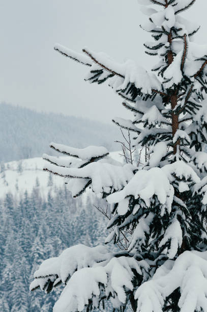 istock snow-capped spruce tree winter landscape 1433819028