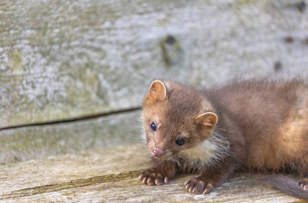 istock Marten is posing on a wooden board. 1433819088