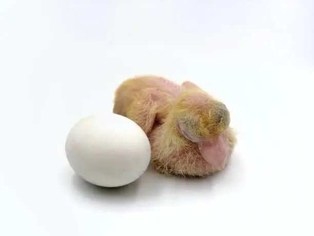 Photo of New hatched baby pigeon and egg