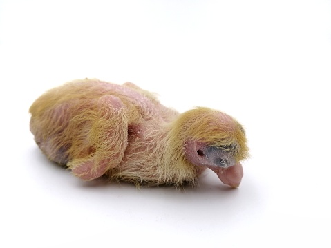 New hatched baby pigeon isolated in white background