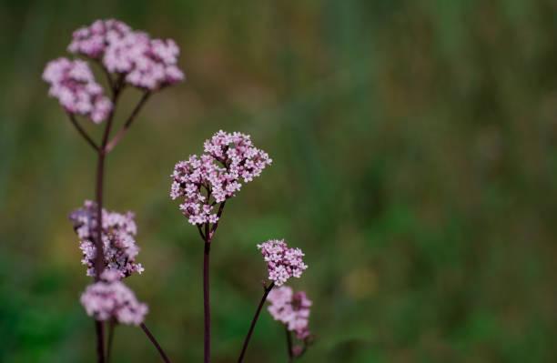 istock Asphodelus ramosus (branched asphodel) flower 1433823753