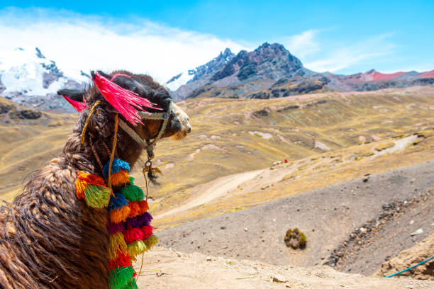 istock alpacas are one of the main attraction in peruvian mountains 1433825115