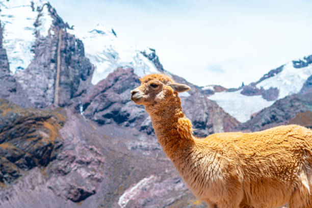 istock alpacas are one of the main attraction in peruvian mountains 1433825187