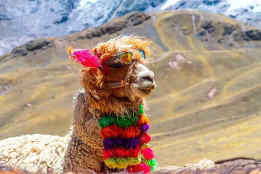 portrait of dressed alpacas at vinicunca mountain, peru