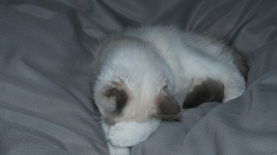Ragdoll kitten. Cute fluffy cat.