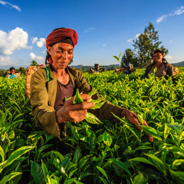 afrikanische frauen zupfen teeblätter auf plantage, ostafrika - tea crop picking agriculture women stock-fotos und bilder