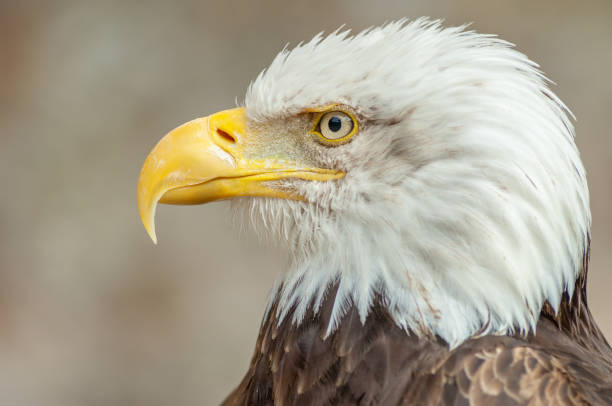 istock Bald Eagle (Haliaeetus leucocephalus). Portrait captive in a animal park. 1433828120