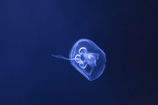 Jellyfish at blue background . Single Jellyfish in deep water