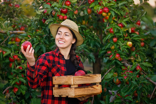 young woman gardener with crate of red apples in orchard. Concept of harvesting