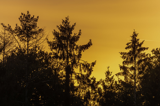 Silhouettes of fir trees against light at dusk. Alsace, France.