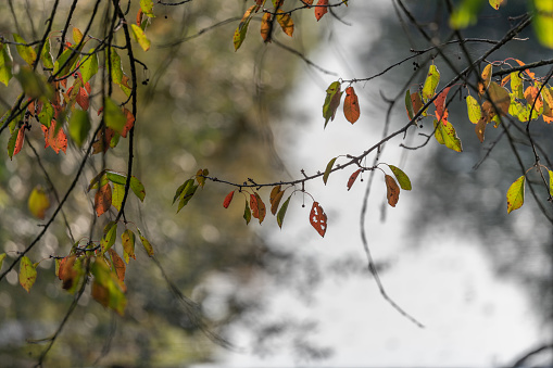 Beautiful autumn scene at Albertsons Park in Boise, Idaho, USA on a fine autumn morning