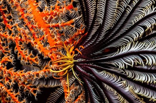 Elegant Crinoid Squat Lobster Allogalathea elegans occurs in the tropical Indo-West Pacific from East Africa to Fiji in 0-146m, associated with crinoids in which it gets protection and an ideal support for its plankton feeding. This specimen in his typical habitat, on top of a feather stars aboral cirri, a feather star who is attached at a soft coral. As its host has the same diet, Allogalathea elegans takes advantage of the positions in the best catchment areas for the plankton to feed. Palau, 7°5'12.18 N 134°15'34.77 E at 17m depth