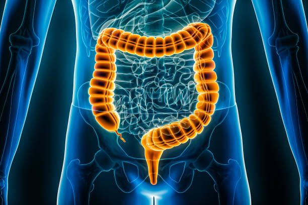 primo piano dell'illustrazione 3d dell'intestino crasso, del colon o dell'intestino. vista anteriore o frontale del sistema digestivo umano o dell'intestino. anatomia, medicina, biologia, scienza, concetti sanitari. - colon foto e immagini stock