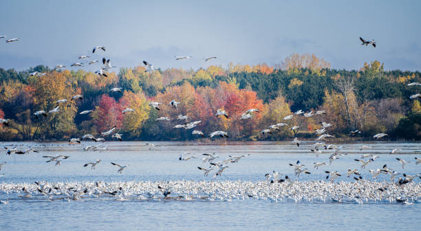 istock Canada White Geese in Autumn 1433834617