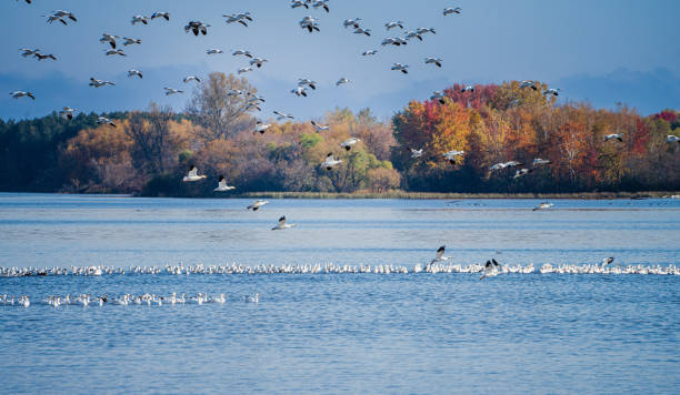 istock Canada White Geese in Autumn 1433834623